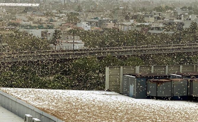 A swarm of locusts flies over DLF area, in Gurugram, Saturday, June 27, 2020. (PTI Photo)